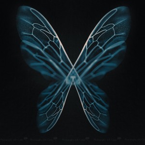 Butterfly, bees wings.